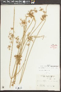 Juncus effusus var. solutus image