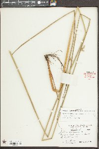 Juncus effusus var. solutus image