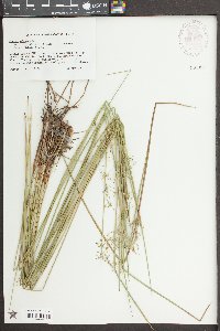 Juncus effusus var. solutus image