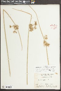 Juncus effusus var. solutus image