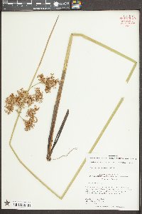 Juncus effusus var. solutus image