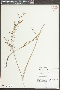 Juncus elliottii image