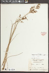 Juncus elliottii image