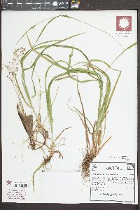 Luzula acuminata var. acuminata image