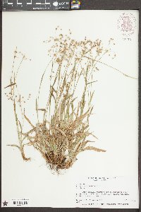 Luzula acuminata image