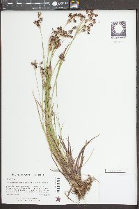 Luzula bulbosa image