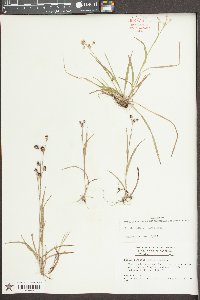 Luzula bulbosa image