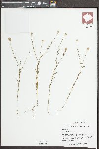 Polygala mariana image