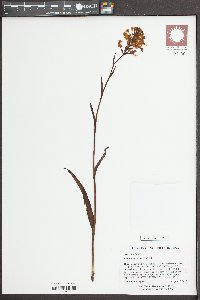 Platanthera ciliaris image