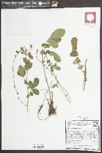 Agrimonia microcarpa image