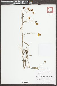 Helenium flexuosum image