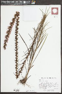 Liatris pilosa image