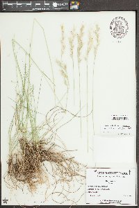 Danthonia sericea image