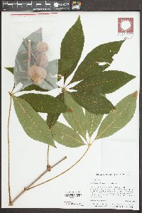 Aesculus sylvatica image