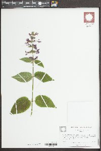 Stachys cooleyae image