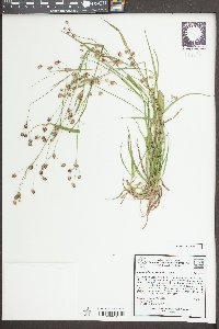 Luzula echinata image