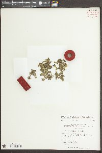 Spirodela polyrrhiza image