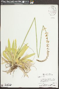 Aletris farinosa image