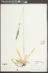 Aletris farinosa image