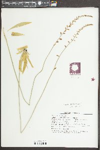 Aletris farinosa image