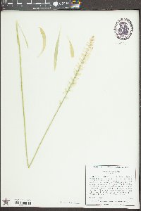 Aletris farinosa image
