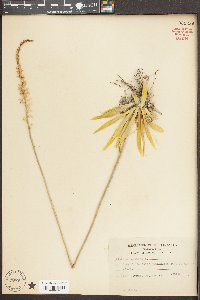 Aletris farinosa image