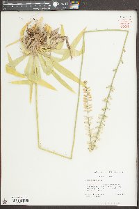 Aletris farinosa image