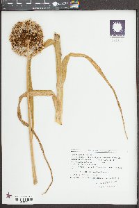 Allium ampeloprasum image