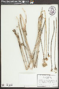 Allium canadense var. mobilense image