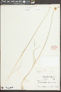Allium canadense var. canadense image
