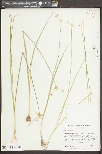 Allium canadense var. canadense image