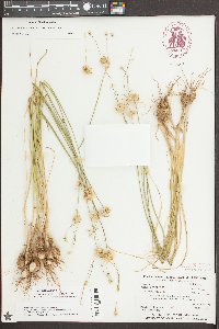 Allium canadense var. canadense image