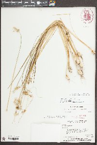 Allium canadense var. canadense image