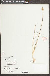 Media resource of Allium cascadense