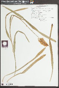 Amianthium muscitoxicum image