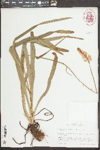 Amianthium muscitoxicum image