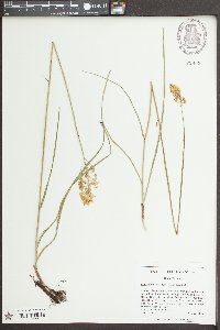 Amianthium muscitoxicum image