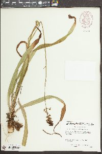 Amianthium muscitoxicum image