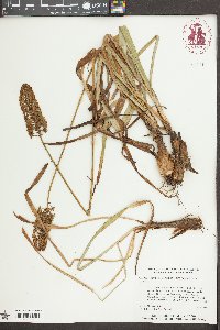 Amianthium muscitoxicum image