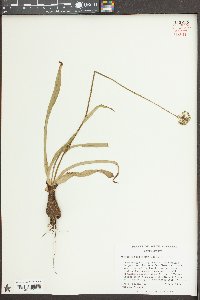 Amianthium muscitoxicum image
