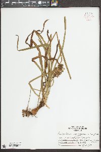 Amianthium muscitoxicum image