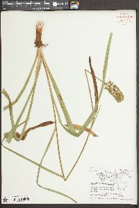 Amianthium muscitoxicum image