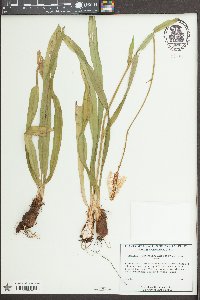 Amianthium muscitoxicum image