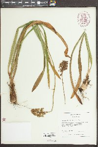 Amianthium muscitoxicum image