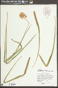 Amianthium muscitoxicum image