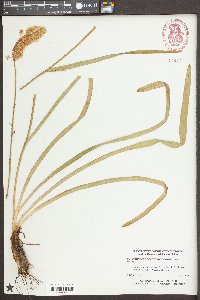 Amianthium muscitoxicum image
