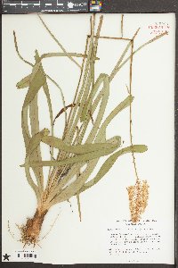 Amianthium muscitoxicum image