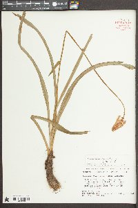 Amianthium muscitoxicum image