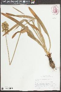 Amianthium muscitoxicum image