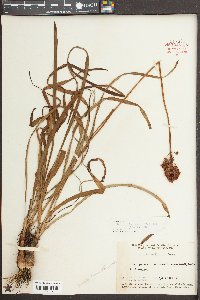 Amianthium muscitoxicum image